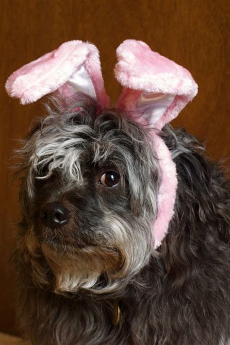14 Animals Wearing Easter Bunny Ears