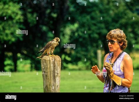 Jemima Parry Jones With Falcon At National Birds Of Prey Centre In 1991 Now The International
