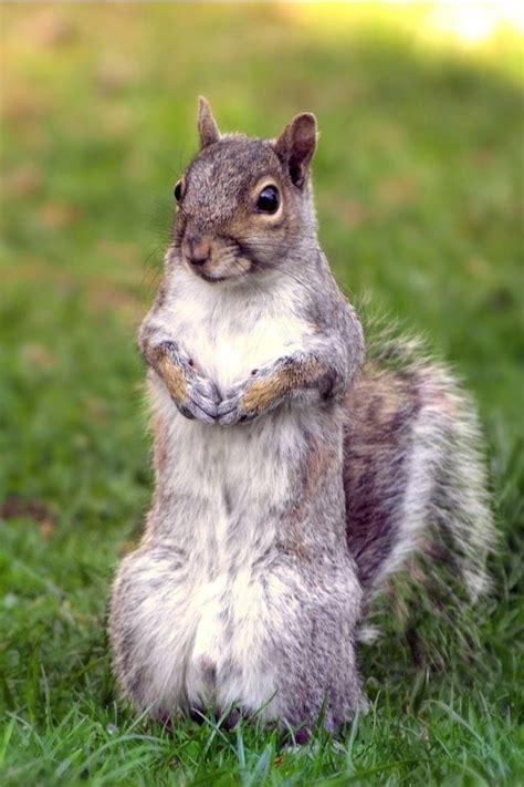 Only the best hd background pictures. Curious Squirrel iPhone Wallpaper | Animal mashups ...