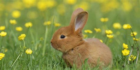 Pin By Barbara Rathmanner On Frühling Cute Baby Bunnies Rabbit Pet