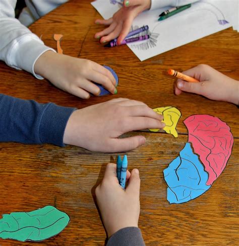 The nervous system of vertebrates (which includes humans and animals that have backbones and spinal columns) has two parts, the central nervous system (cns) and the peripheral. We've Got Nerve! (Nervous System Activities) | Nervous ...
