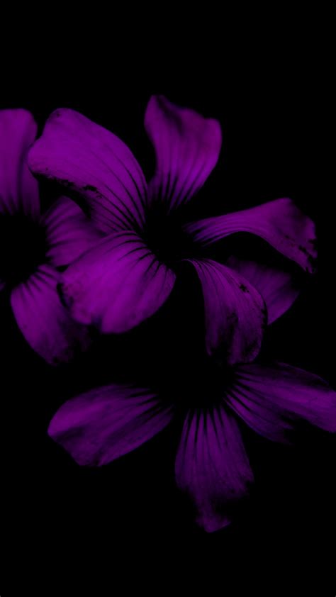 Dark Purple Rose Wallpaper For Iphone Blangsak Wall