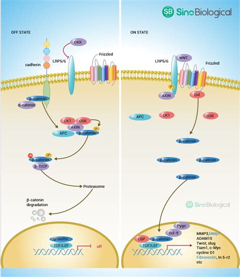 Canonical Wnt Pathway