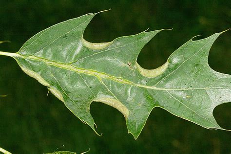 Oak Leaf Itch Mite Buckeye Hills Agriculture And Natural Resources
