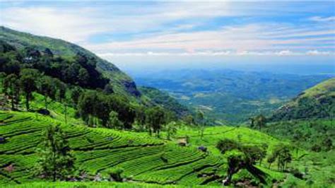 A Blend Of Tea And Culture Tours And Guides In Sri Lanka