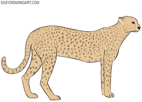 How to draw a cheetah sitting printable step by step drawing sheet : How to Draw a Cheetah | Easy Drawing Art