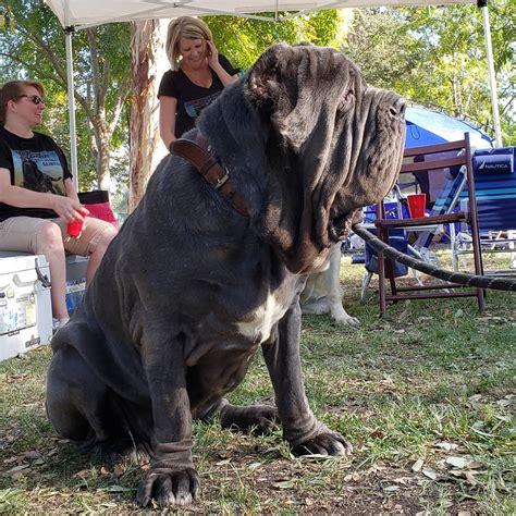 The Neapolitan Mastiff Breed Was Created In Southern Italy From A