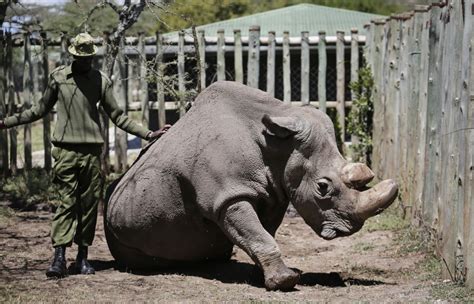 Scientists Hope To Save Northern White Rhino From Extinction Embryo Plus