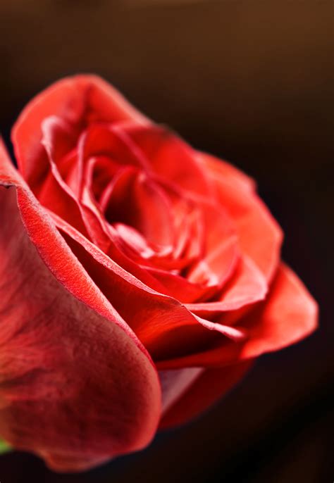 Free Photo Red Rose Bloom Blossom Dew Free Download Jooinn