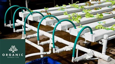 Best Hydroponic Kits For Home Gardeners