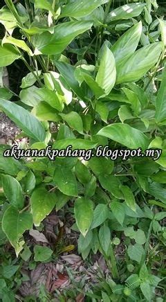 Anis mengecup pipinya lalu membimbing anak itu untuk pindah ke kamar, sekarang sudah waktunya untuk tidur. INFO DAN KHASIAT POKOK BEMBAN | AKU ANAK PAHANG