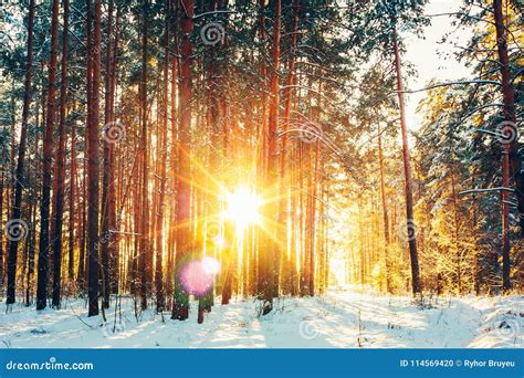 Beautiful Sunset Sunrise Sunshine In Sunny Winter Snowy Coniferous