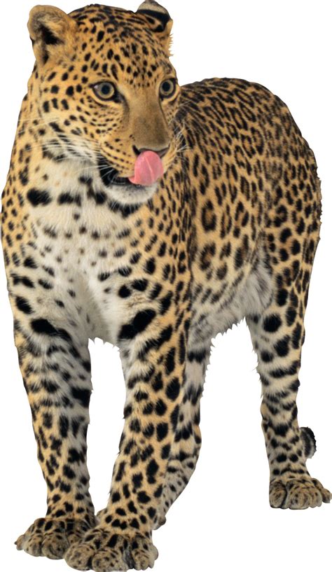 Leopard Jaguar Cheetah Leopard Png Download 9401621 Free