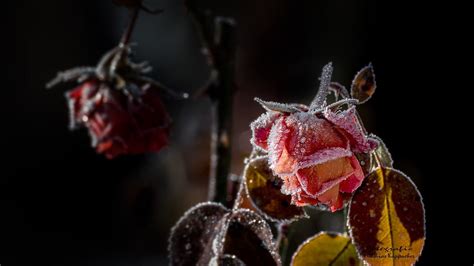 Frosty Rose Maka3110 Flickr