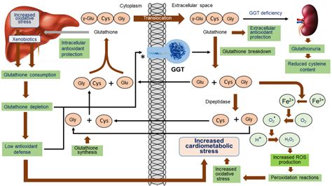 Concise Review Gamma Glutamyl Transferase Evolution From An