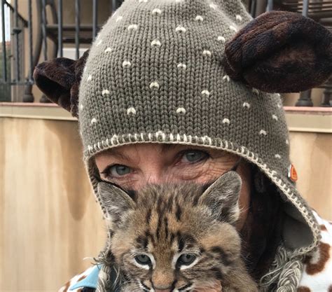 Sycamore Canyons Baby Bobcat Montecito