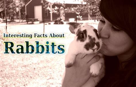 Interesting Facts About Rabbits Did You Know Pets