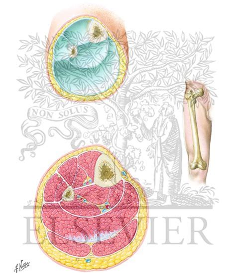 Not very descriptive with anatomy and hard to follow. Cross-Sectional Anatomy of Leg and Fascial Compartments