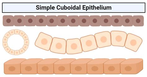 Simple Cuboidal Epithelium Structure Functions Examples Plasma Membrane Basement Membrane