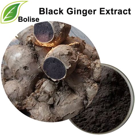 Black Ginger Extract Ginger Extract Ginger Herbalism