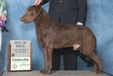 Our dogs have both show and field champion bloodlines. Del Brave - Chesapeake Bay Retriever Breeders NC ...