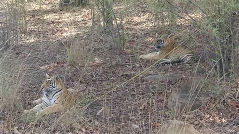Two Cubs Of Tigress Choti Tara Tadoba Tiger Safari Nagpur Youtube