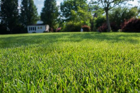How To Remove Tall Fescue From Lawn