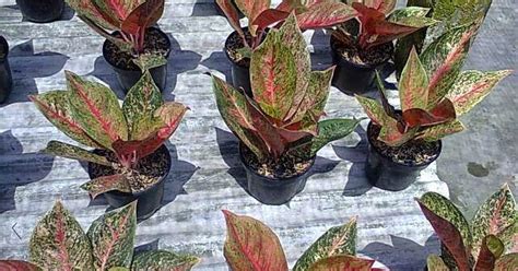 20+ Tanaman Hias Daun Yang Indah