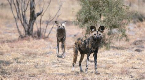 African Wild Dog Alpha Mating Pair In South Africa Stock Photo Image