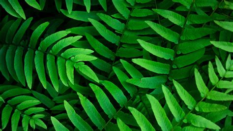Green Leaves 4k Wallpapers Hd Wallpapers Id 19188