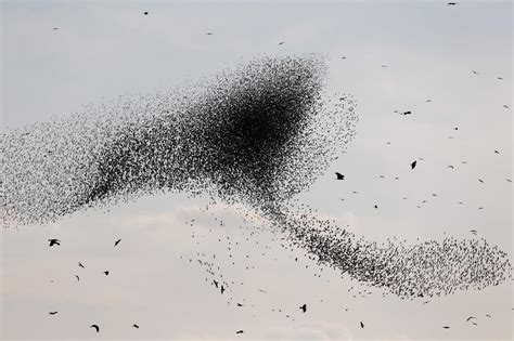 Starlings Dance Across The Winter Sky Cbs News