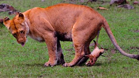 Mom Lion Giving Birth In The Zoo Life Of Lion Documentary
