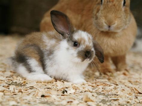 Unser wunderschöner blauer rammler namens hopi hat bald die ehre papa zu werden. Kaninchen-Nachwuchs: Entwicklung der Kaninchenbabys
