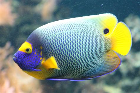 Blueface Angelfish Zoochat