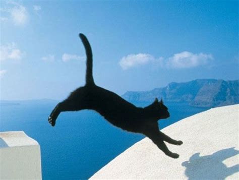 The 41 Most Unexpected Cat Jumps Of All Time Svarta Katter Djur