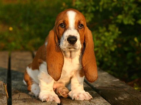 Pin On We Love Basset Hound