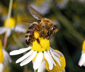 This article looks at what to do when a person gets stung, symptoms, treatment. What to Do When Your Kitty or Puppy Gets a Bee Sting