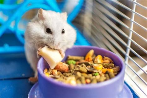 How To Take Care Of A Hamster For Beginners Cleanipedia Za