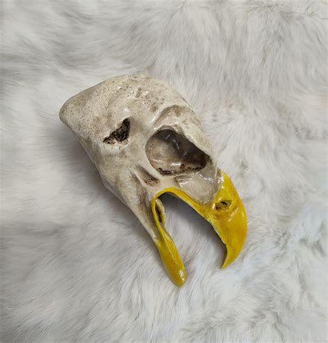 Eagle Skull Molded With An Open Mouth Centralia Fur And Hide