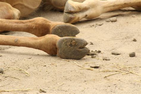 1000 Camel Foot Stock Photos Pictures And Royalty Free Images Istock