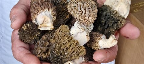 Morel Mushrooms Wild Harvest