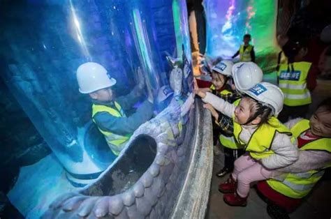 Chinas First Sea Life Centre Opens In Chongqing Blooloop