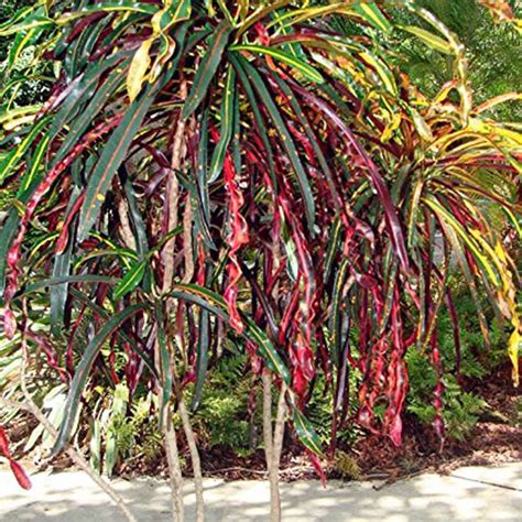 Zanzibar Croton Plant Santhi Online Plants Nursery