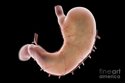 Stomach Photograph By Science Picture Co Pixels