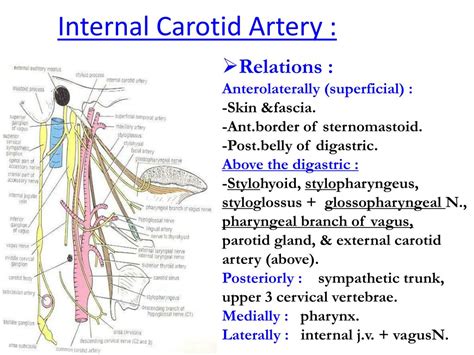 There are 2 common carotid arteries: PPT - Common Carotid Artery : PowerPoint Presentation ...