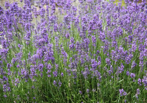Top Lavender Flower Time 2021 Flowyes