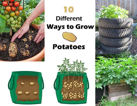 10 Ways To Grow Potatoes Potato Planting Ideas Balcony Garden Web