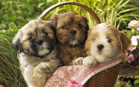 Animals Dogs Puppies Baskets Wallpapers Hd Desktop And Mobile
