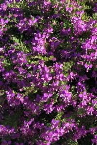 I suoi fiori a grappolo bianchi, lilla, viola oppure blu sono l'emblema di questa. arbusti da fiore piante ornamentali le loro fioriture ...