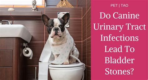 Bloody urine and straining to urinate are typically the signs noted by the owner. Dog Urinary Tract Infections Lead to Stone Formation